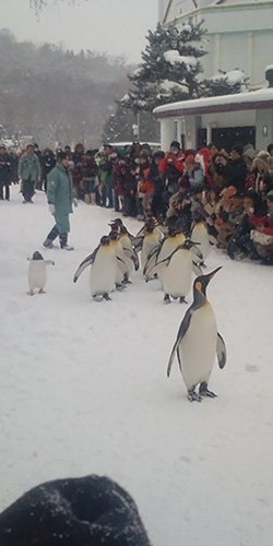 ペンギン散歩