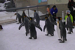 ペンギン散歩