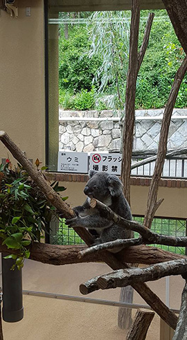 神戸市立王子動物園