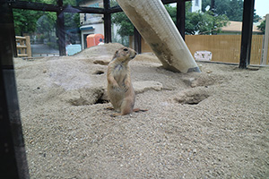 東山動物園に伺いました