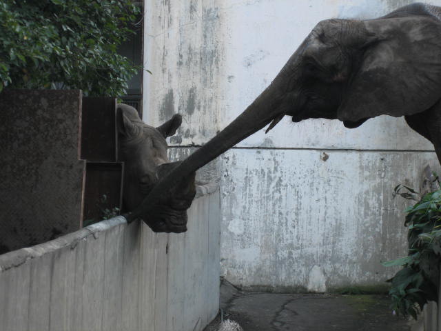 旭山動物園くらぶ コラム