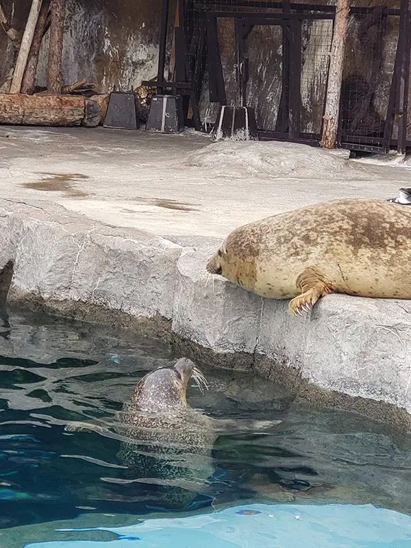 アザラシの赤ちゃん(^-^) – 旭山動物園くらぶ