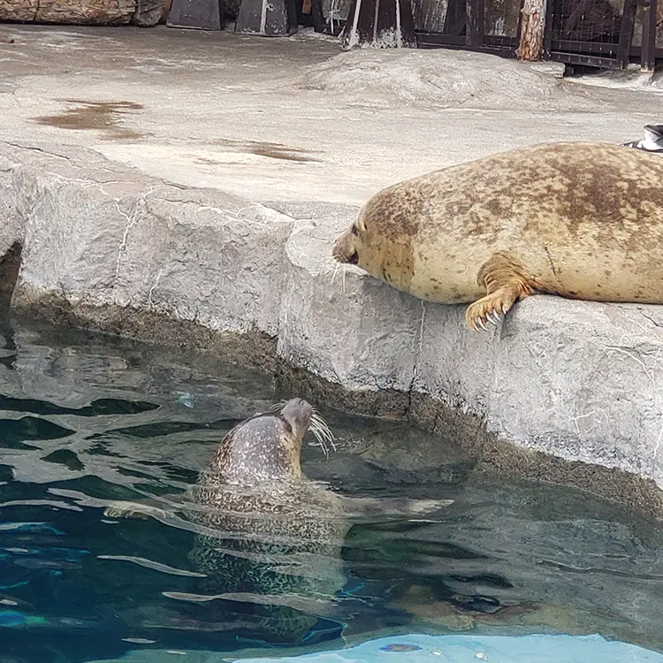 アザラシの赤ちゃん(^-^) – 旭山動物園くらぶ