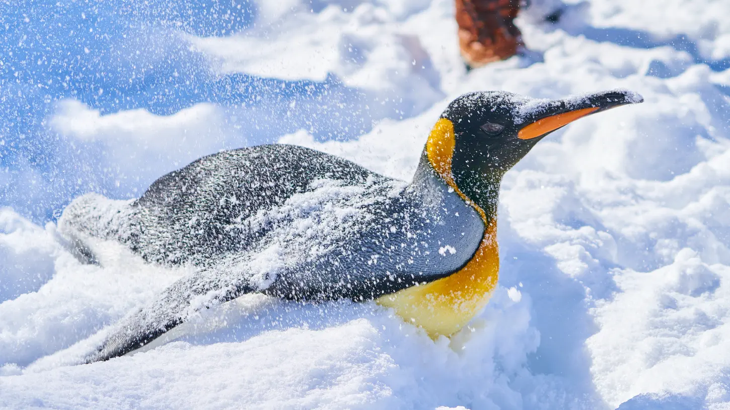 旭山動物園は2022年7月1日に開園55周年を迎えます – 旭山動物園くらぶ