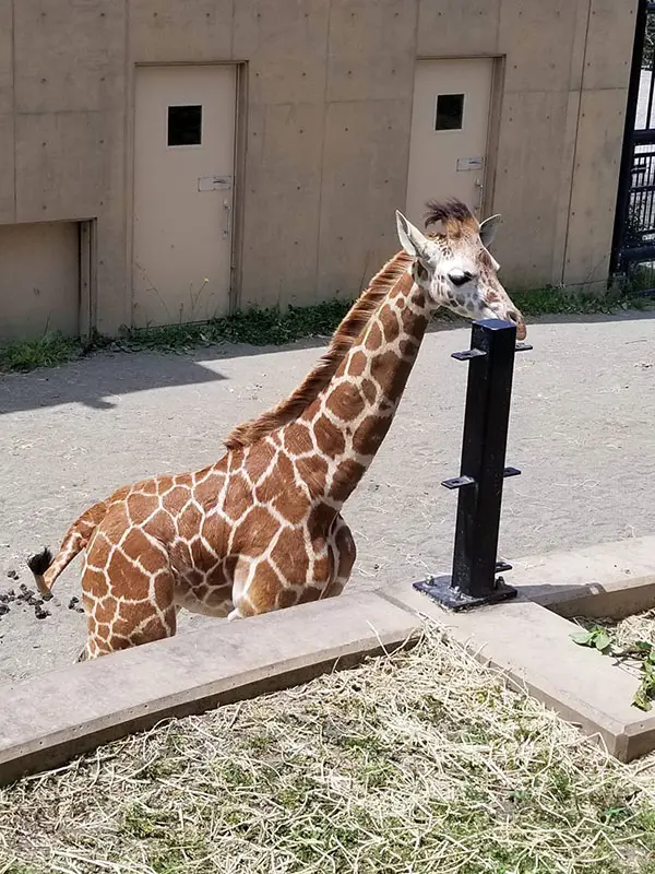 キリンの命名式 – 旭山動物園くらぶ