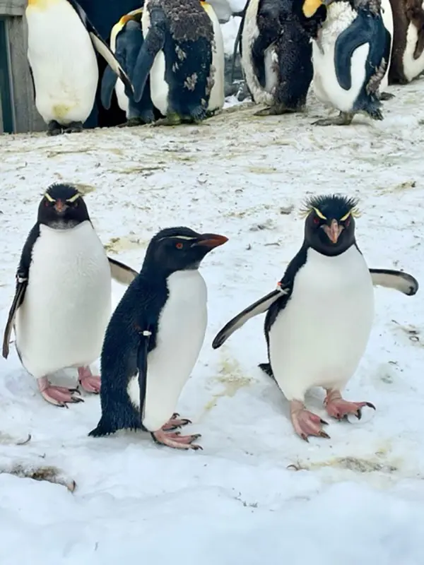 旭山動物園ぺんぎん館に行ってきました！ – 旭山動物園くらぶ