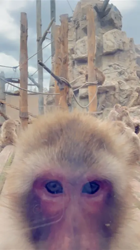 お猿さん – 旭山動物園くらぶ