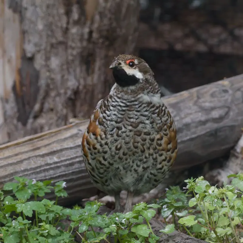 まるで忍者？！かくれんぼ上手なエゾライチョウさん♪ – 旭山動物園くらぶ
