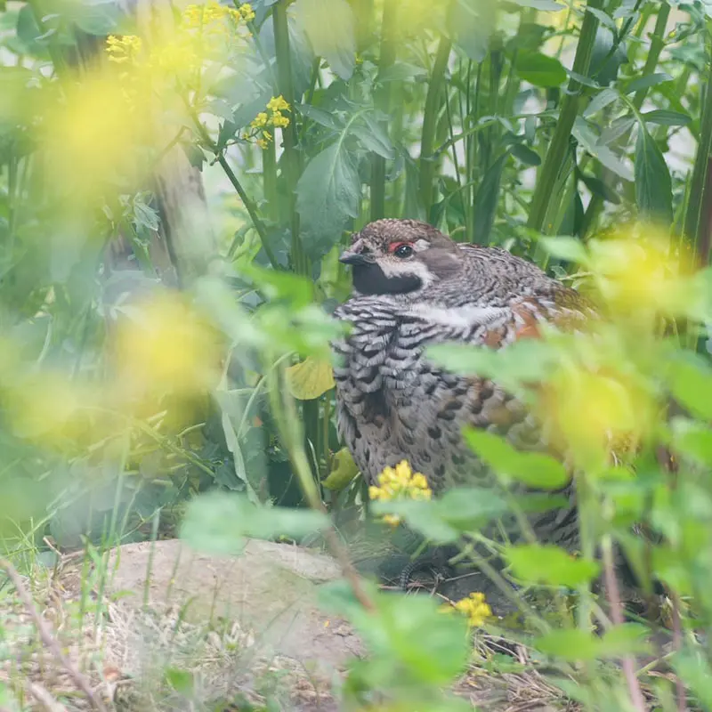 まるで忍者？！かくれんぼ上手なエゾライチョウさん♪ – 旭山動物園くらぶ