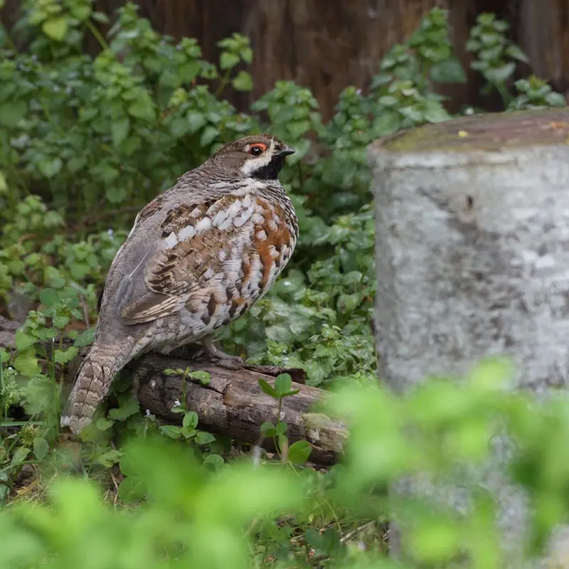 まるで忍者？！かくれんぼ上手なエゾライチョウさん♪ – 旭山動物園くらぶ