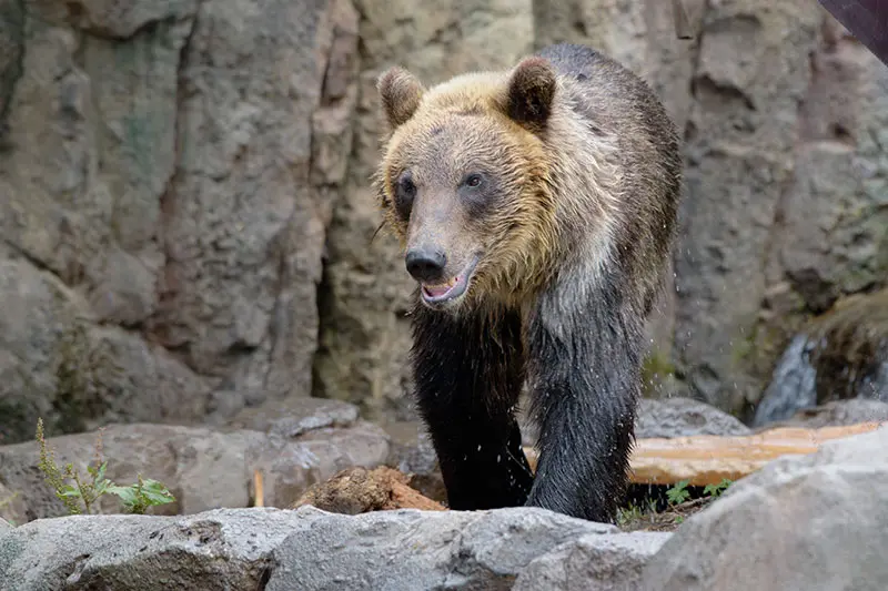 エゾヒグマのすなすけの様子を見に行ってみました！ – 旭山動物園くらぶ