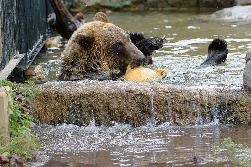 エゾヒグマのすなすけの様子を見に行ってみました！ – 旭山動物園くらぶ