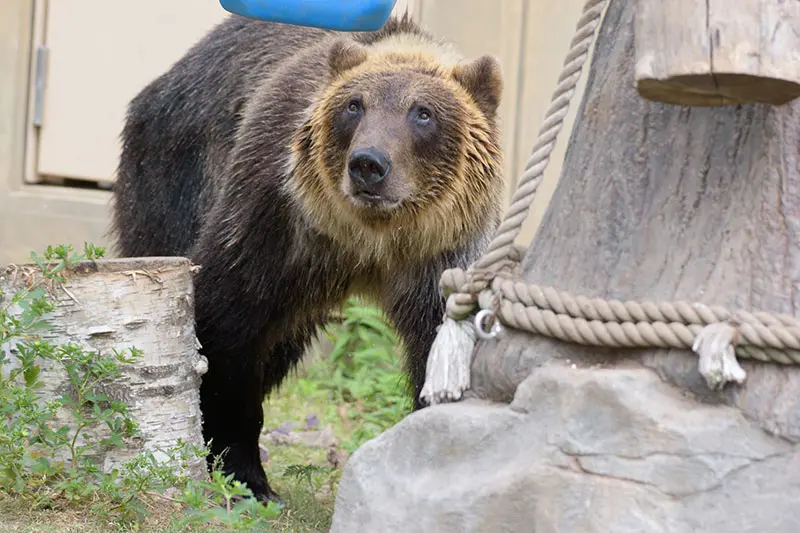 エゾヒグマのすなすけの様子を見に行ってみました！ – 旭山動物園くらぶ