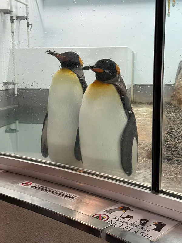 ベビーラッシュ – 旭山動物園くらぶ