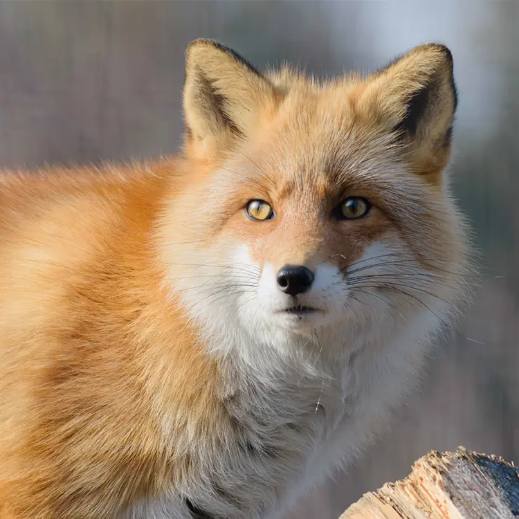 モフモフの季節がやってきたー！ – 旭山動物園くらぶ