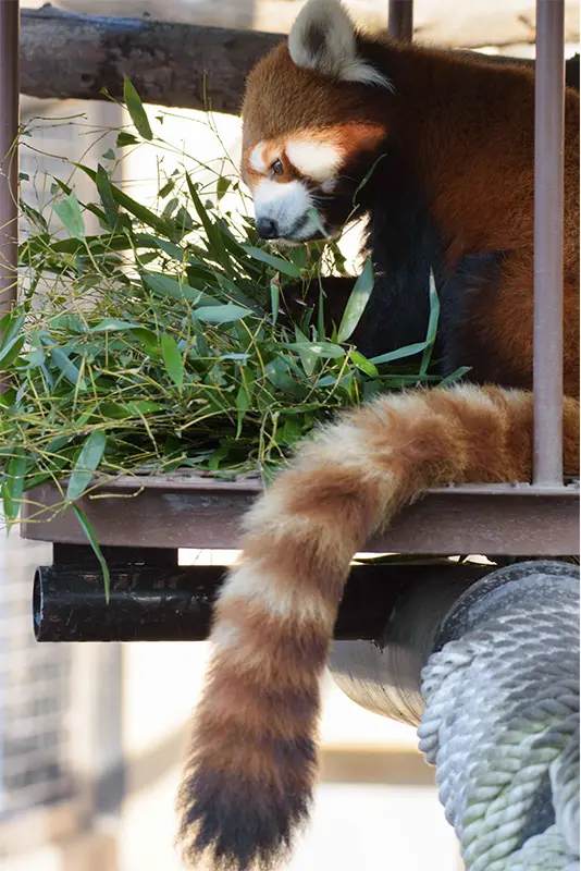 モフモフの季節がやってきたー！ – 旭山動物園くらぶ