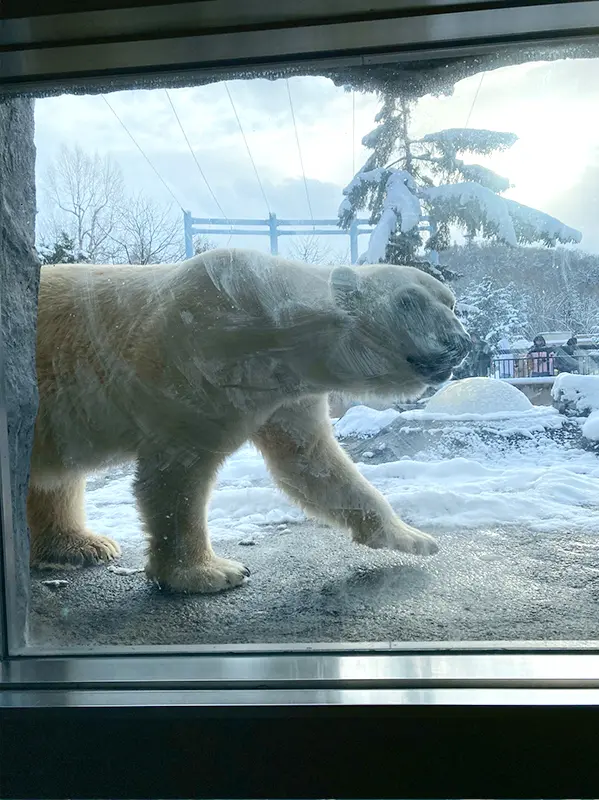 雪が降ってもホッキョクグマは元気 – 旭山動物園くらぶ