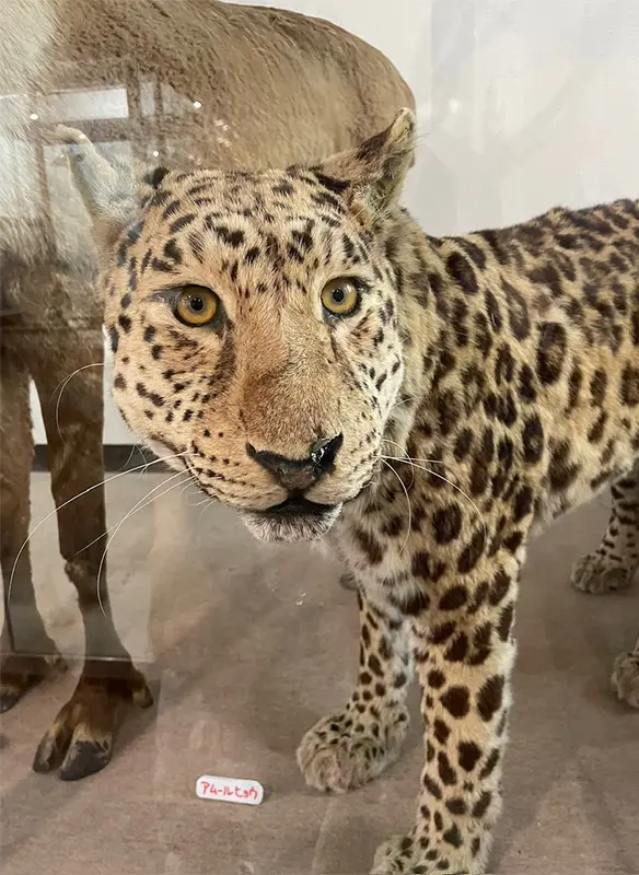 迫力の剥製たち。 – 旭山動物園くらぶ