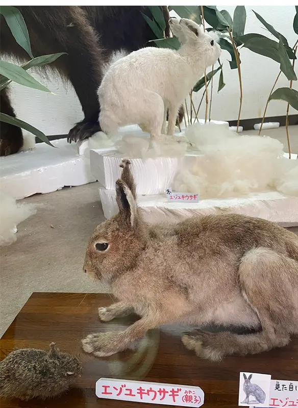 迫力の剥製たち。 – 旭山動物園くらぶ