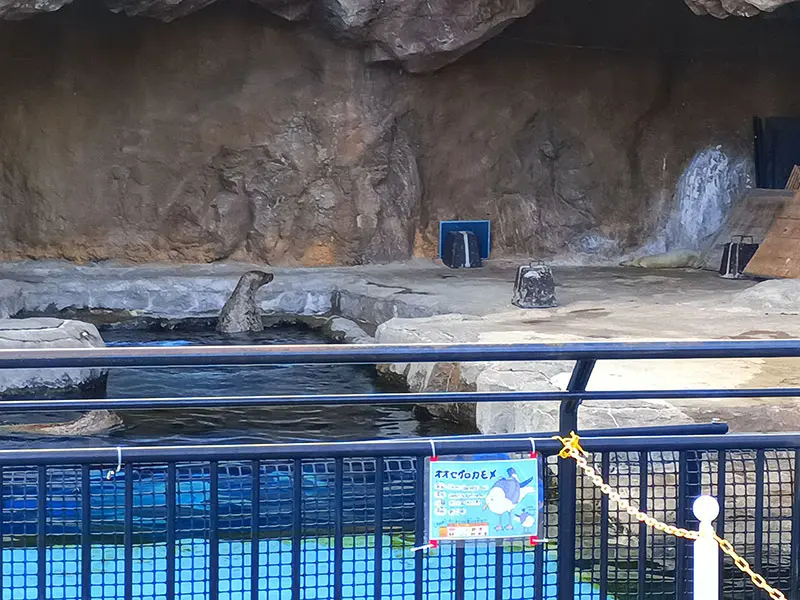 見るなら今！アザラシの赤ちゃん – 旭山動物園くらぶ