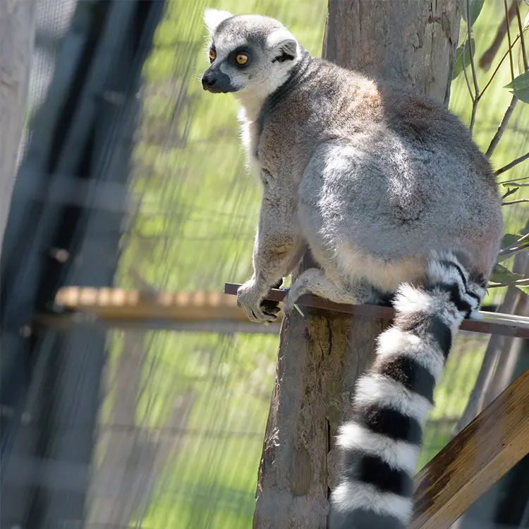 春の訪れとビッグニュース – 旭山動物園くらぶ
