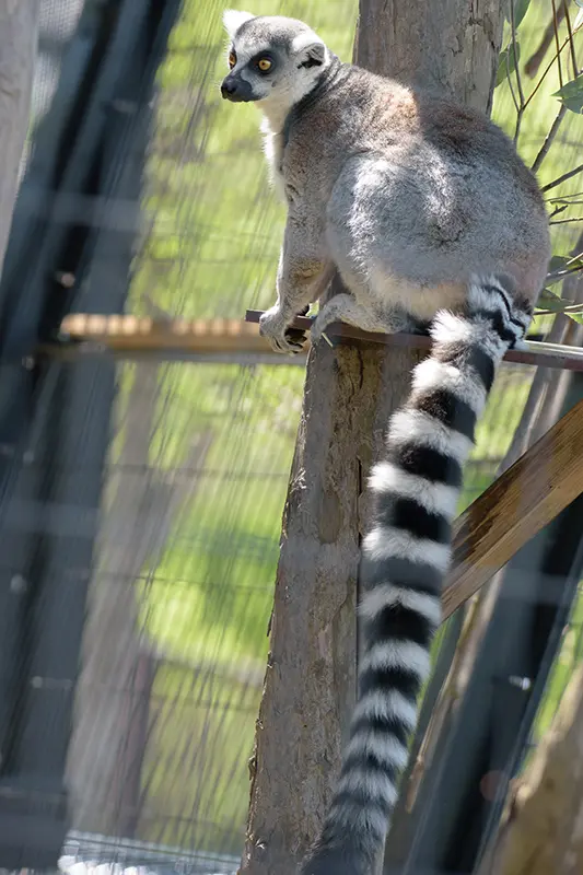 春の訪れとビッグニュース – 旭山動物園くらぶ
