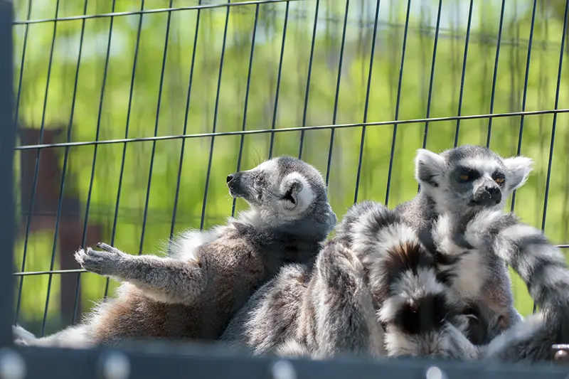 春の訪れとビッグニュース – 旭山動物園くらぶ