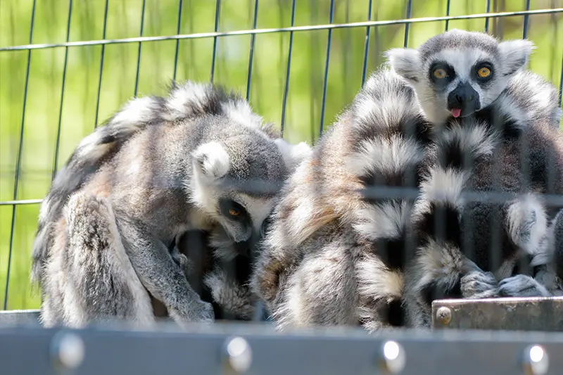 春の訪れとビッグニュース – 旭山動物園くらぶ