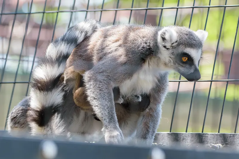 春の訪れとビッグニュース – 旭山動物園くらぶ