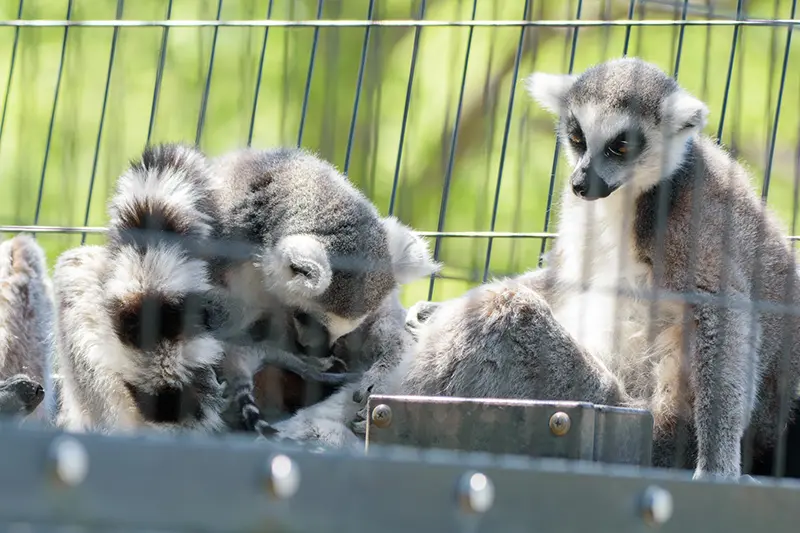 春の訪れとビッグニュース – 旭山動物園くらぶ